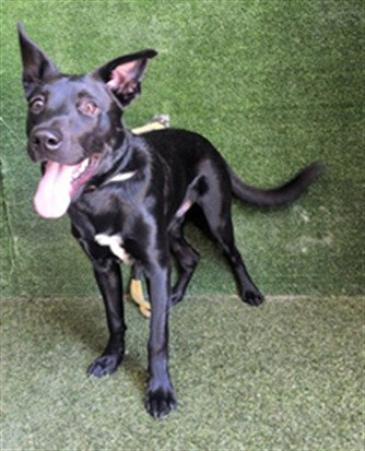 ROO, a dog for adoption from Los Angeles County Animal Control - Lancaster