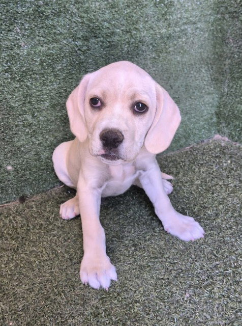 Nido, Mastiff (medium coat)