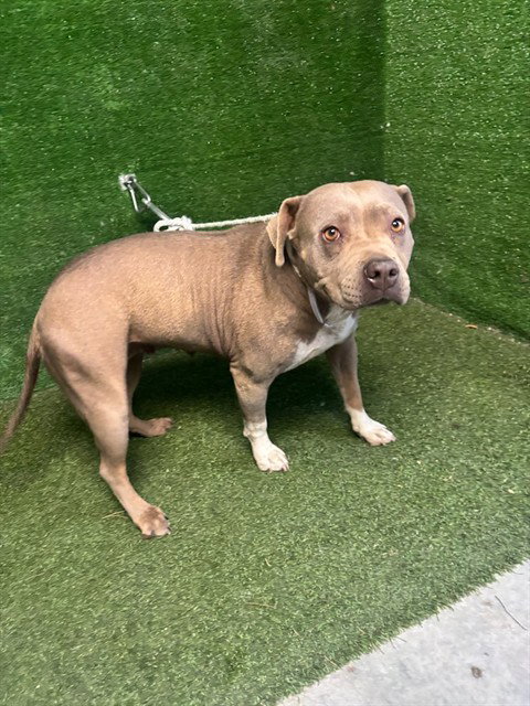 Mila, Pit Bull Terrier (medium coat)