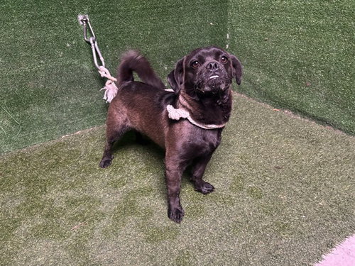 Pauly D, Pug / Mixed (medium coat)