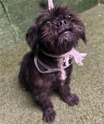 Deena, Terrier / Mixed (medium coat)