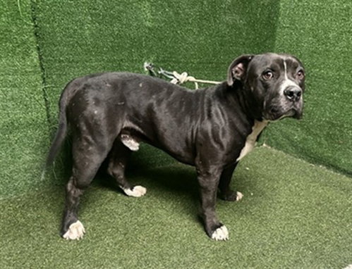 Wiggles, Pit Bull Terrier (medium coat)