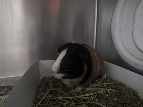 Flick, Guinea Pig (medium coat)