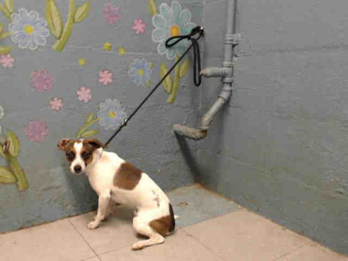 Twin, Jack Russell Terrier (Parson Russell Terrier) / Mixed (medium coat)
