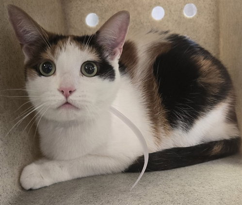 Snickers, Domestic Short Hair (medium coat)