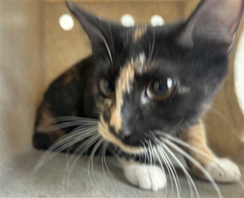 Sylvia, Domestic Short Hair (medium coat)