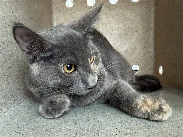 Macy - Domestic Short Hair
