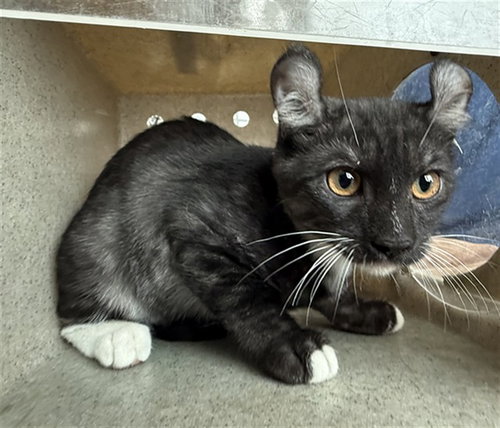 DUSTY, a cat for adoption from Los Angeles County Animal Control - Lancaster