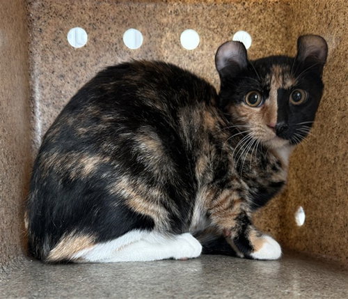 KRISTY, a cat for adoption from Los Angeles County Animal Control - Lancaster