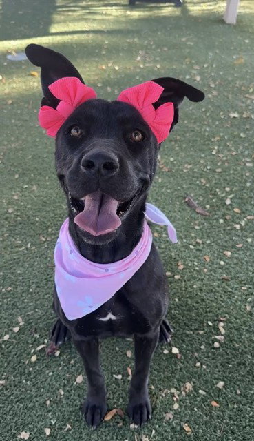 Olive, Labrador Retriever / Mixed (medium coat)