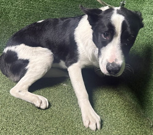 PHIL, a dog for adoption from Los Angeles County Animal Control - Lancaster