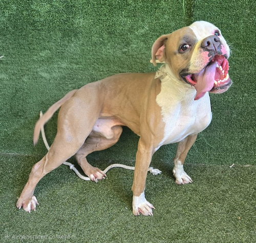 HENRY, a dog for adoption from Los Angeles County Animal Control - Lancaster