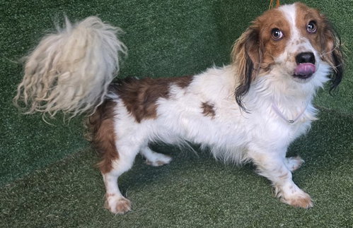 PLUTO, a dog for adoption from Los Angeles County Animal Control - Lancaster