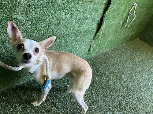 CLINT, a dog for adoption from Los Angeles County Animal Control - Lancaster