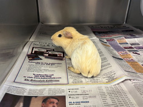 GOLDIE, a guinea pig for adoption from Los Angeles County Animal Control - Lancaster