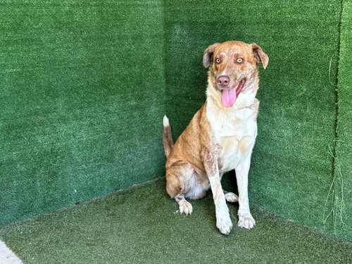 BRENDAN, a dog for adoption from Los Angeles County Animal Control - Lancaster