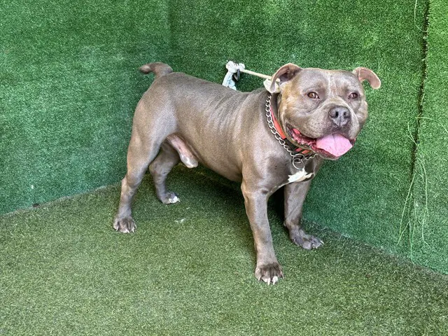 Beau - Pit Bull Terrier