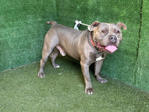 BEAU, a dog for adoption from Los Angeles County Animal Control - Lancaster
