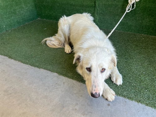 TRULY, a dog for adoption from Los Angeles County Animal Control - Lancaster