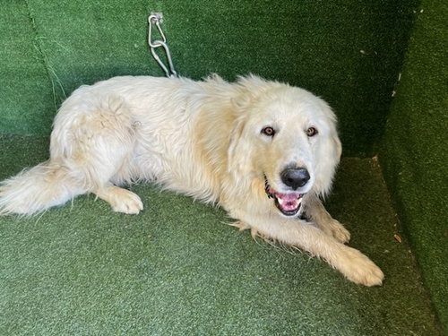 MERRICK, a dog for adoption from Los Angeles County Animal Control - Lancaster