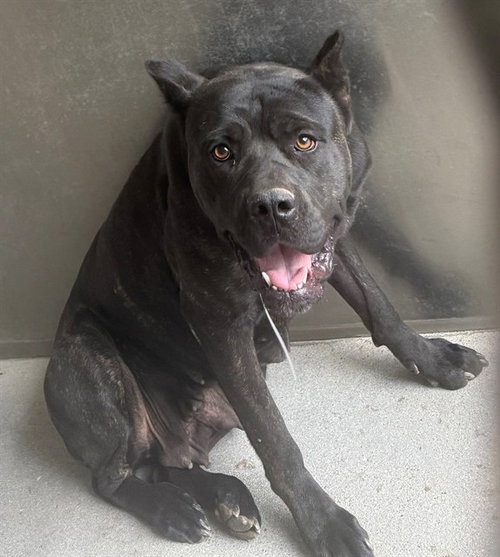 COCO, a dog for adoption from Los Angeles County Animal Control - Lancaster