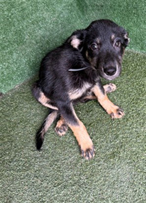 MARLEY, a dog for adoption from Los Angeles County Animal Control - Lancaster