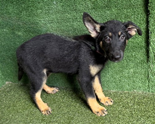 MOON, a dog for adoption from Los Angeles County Animal Control - Lancaster