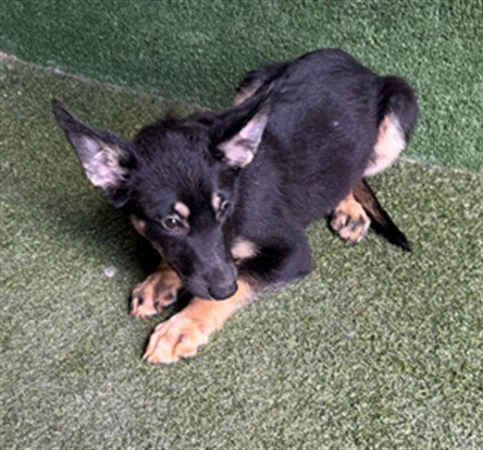 MAY, a dog for adoption from Los Angeles County Animal Control - Lancaster