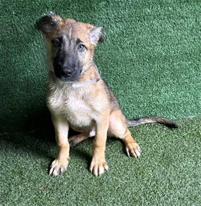 MARTIN, a dog for adoption from Los Angeles County Animal Control - Lancaster