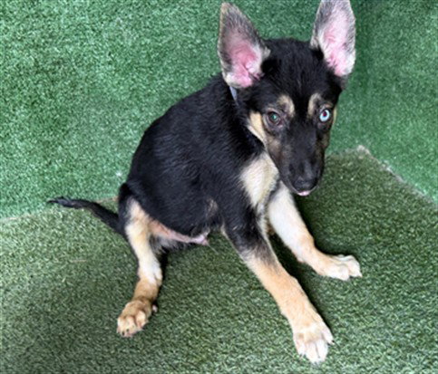MARKIE, a dog for adoption from Los Angeles County Animal Control - Lancaster