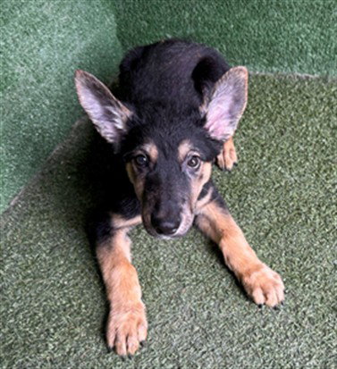 MARLON, a dog for adoption from Los Angeles County Animal Control - Lancaster