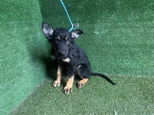 MILES, a dog for adoption from Los Angeles County Animal Control - Lancaster
