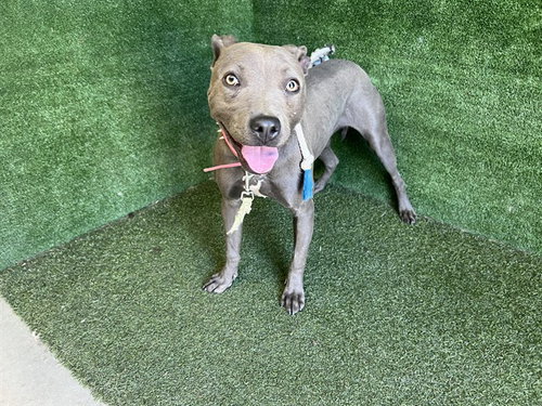 STELLA, a dog for adoption from Los Angeles County Animal Control - Lancaster