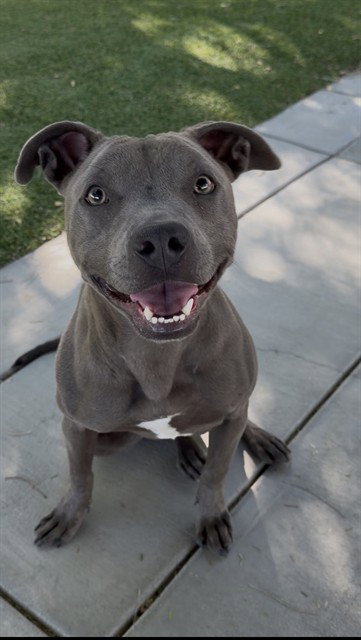 Stella, Pit Bull Terrier (medium coat)