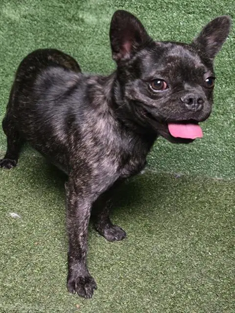 Otis - French Bulldog