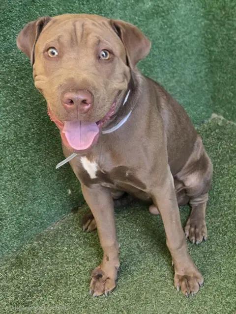 Cooper - Chinese Shar-Pei