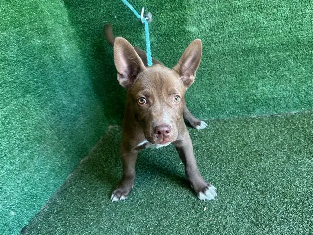 Jimmy - Pit Bull Terrier