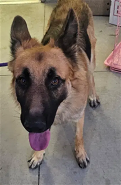 Seven - German Shepherd Dog