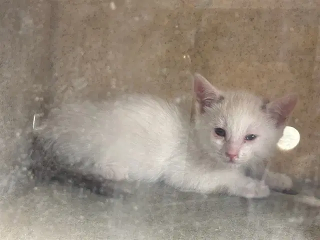 Juniper - Domestic Medium Hair