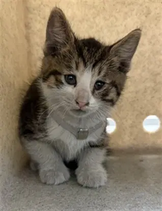 Gerard - Domestic Short Hair