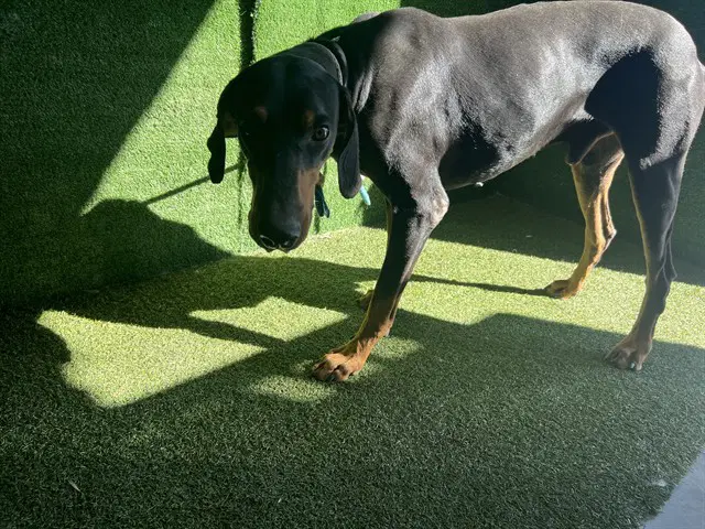 Pack - Doberman Pinscher