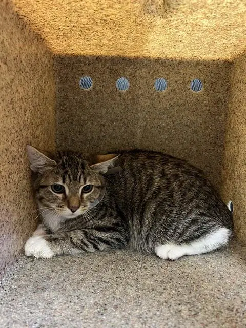 Bart - Domestic Short Hair