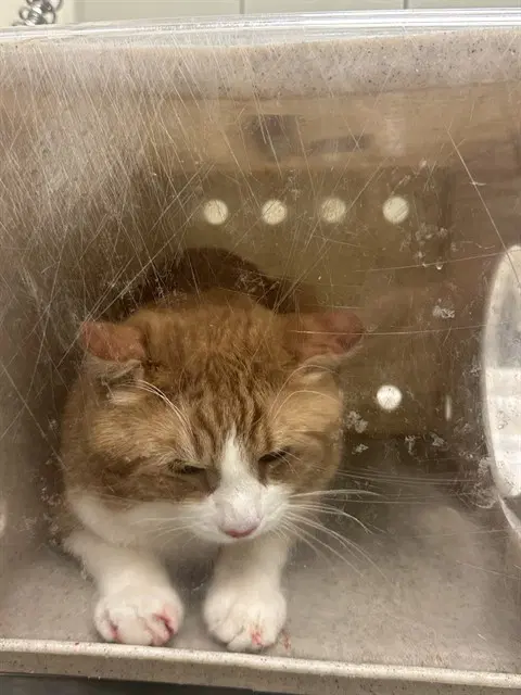 Merengue - Domestic Short Hair