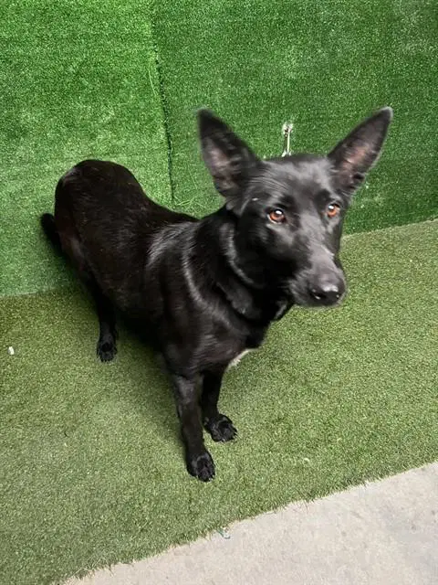 Sasha image 1
