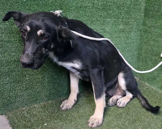 Vela - German Shepherd Dog