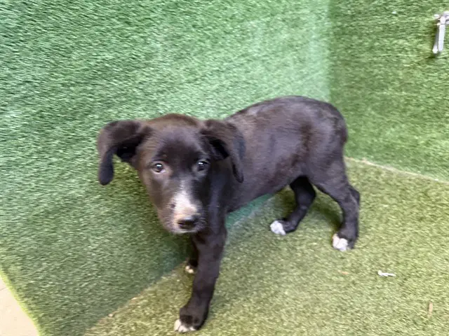 Tina - Labrador Retriever