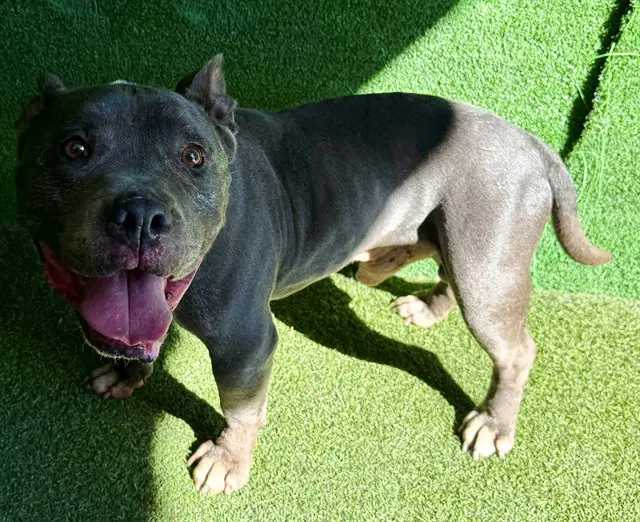Jesse - Pit Bull Terrier