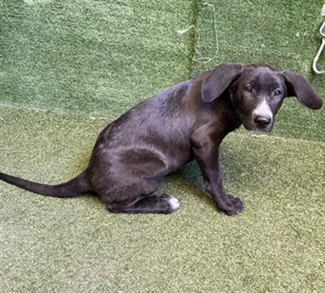 Gina - Labrador Retriever