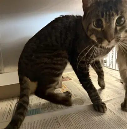 Tubbo - Domestic Short Hair