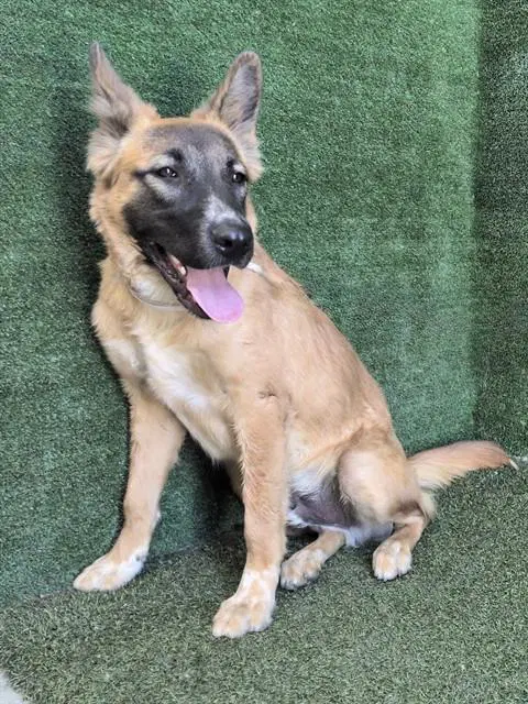 Zeus - German Shepherd Dog